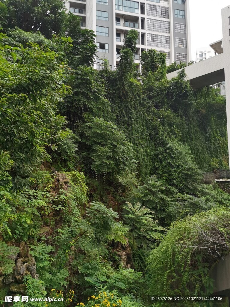 城市中繁茂的绿植景观