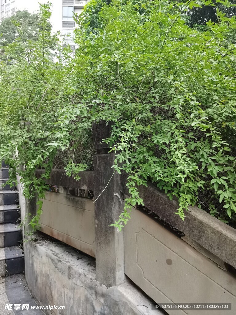 墙边绿植生机盎然