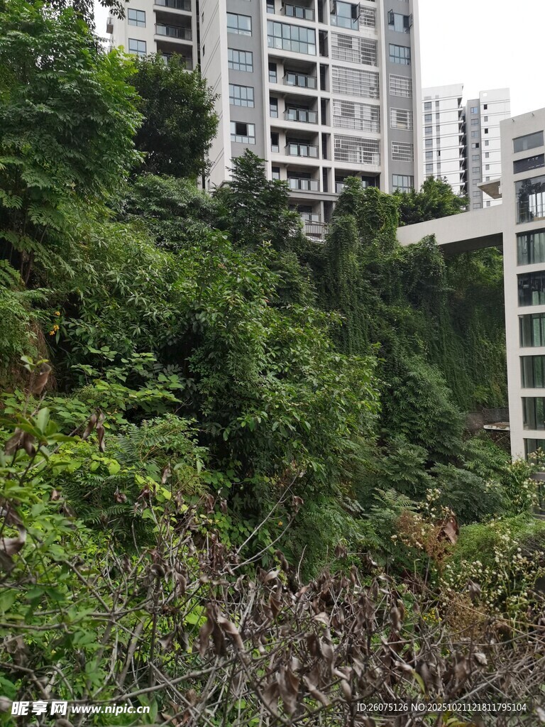 城市中繁茂绿植覆盖的坡地