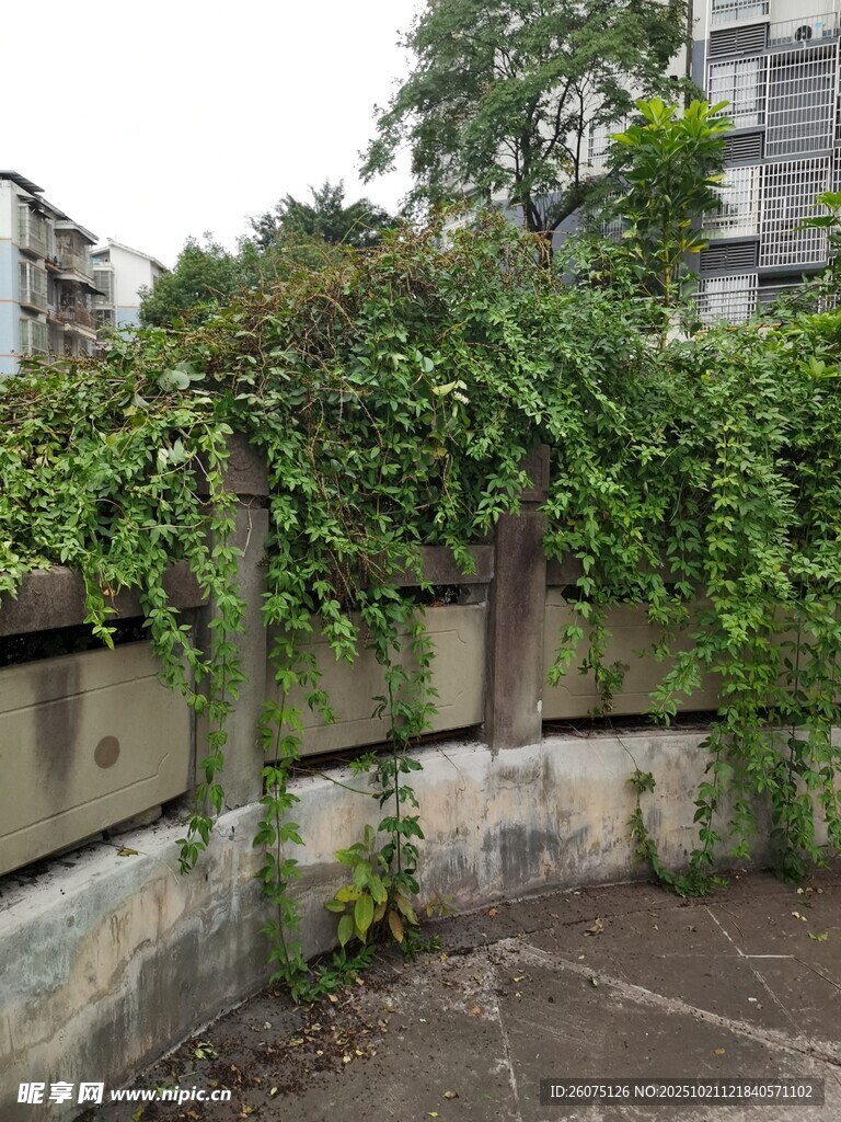 庭院绿植缠绕古朴围栏