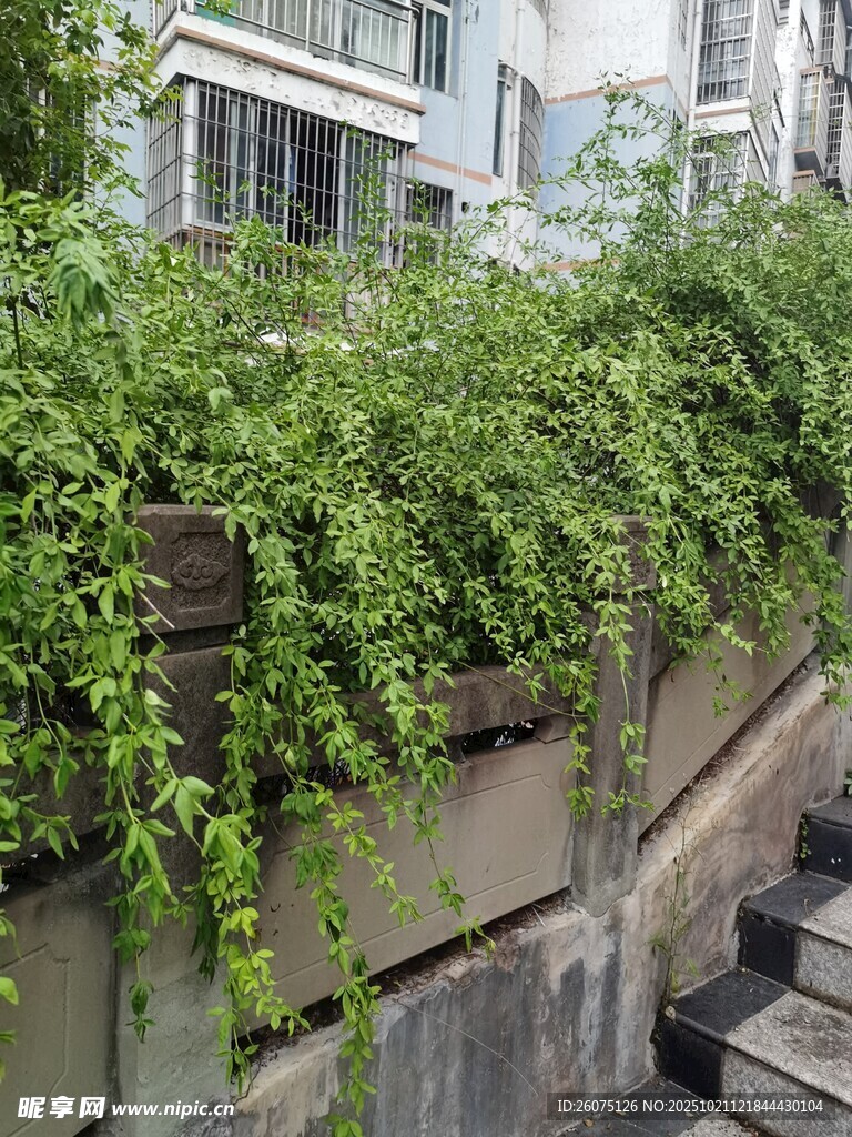 石墙上繁茂的绿色藤蔓
