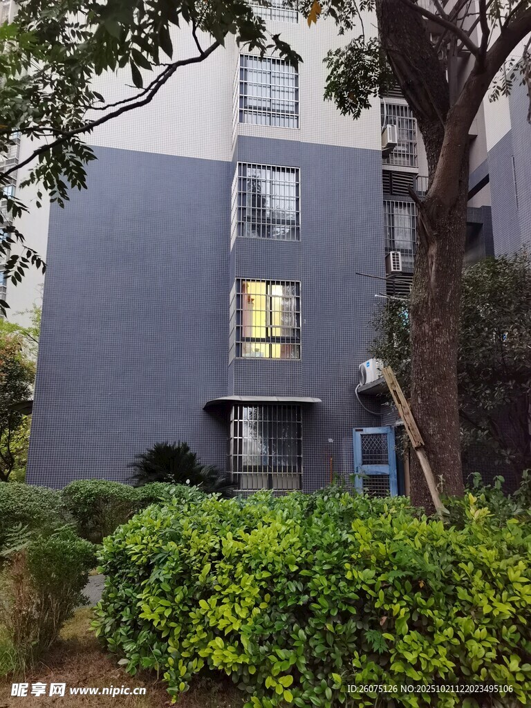 现代住宅旁的绿植与树木