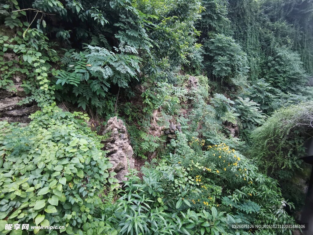 茂密山林绿意盎然