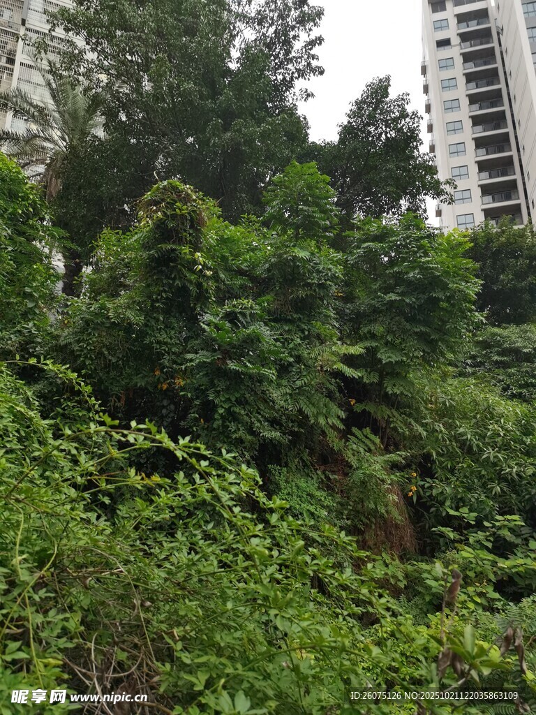 城市中繁茂的绿色植被
