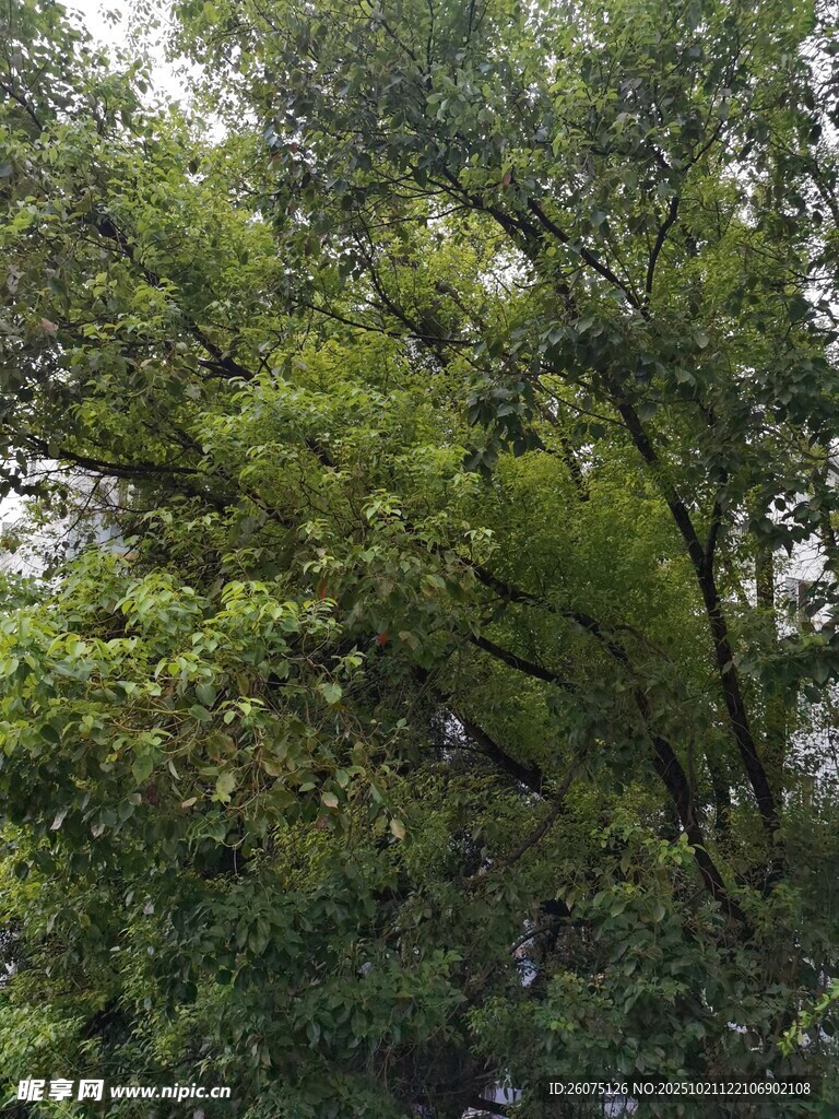 茂密葱郁的树冠景观