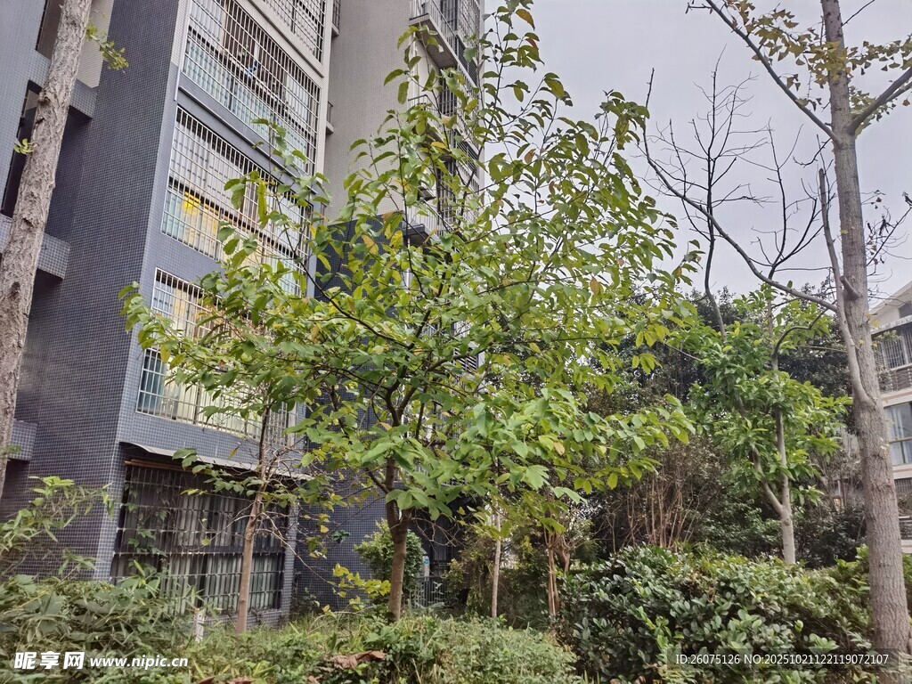 小区内的绿植景观