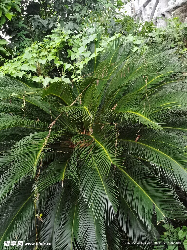 茂盛铁树与周边绿植