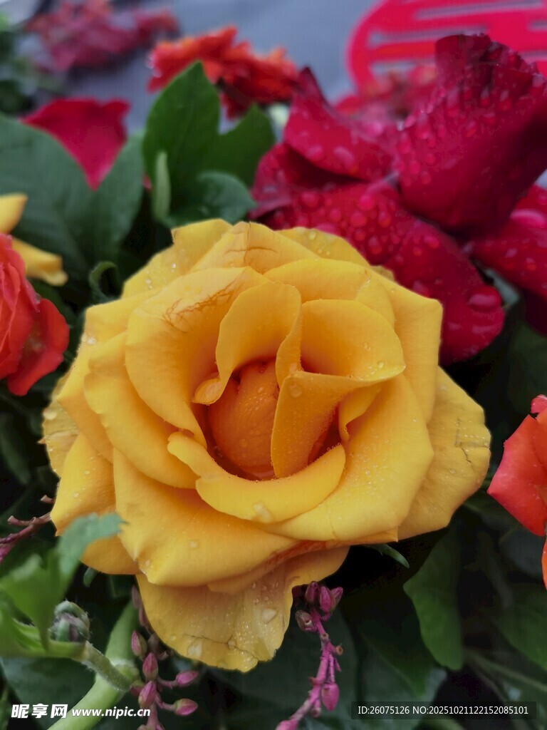 娇艳黄玫瑰与多彩花卉