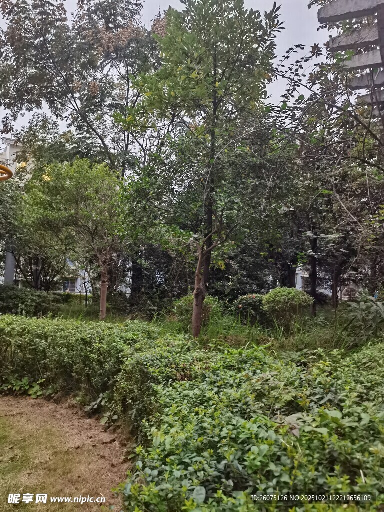 城市中的静谧绿植景观