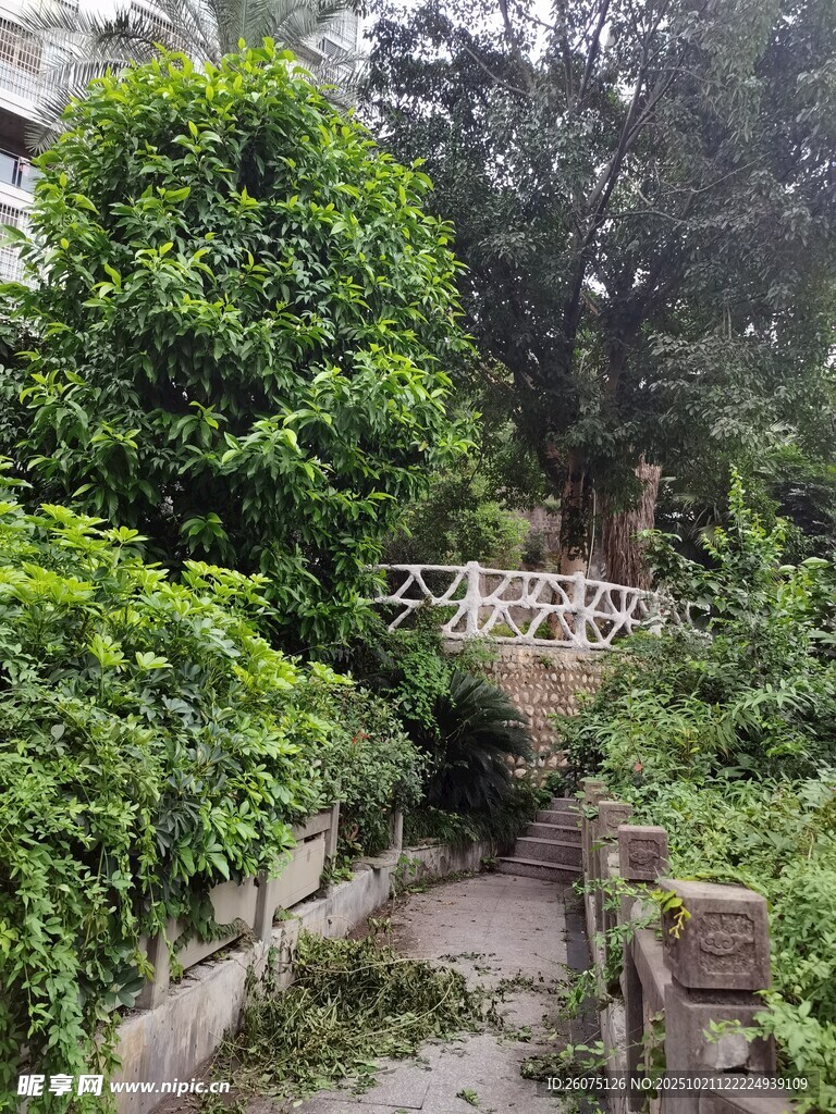 幽静绿植环绕的林间小道
