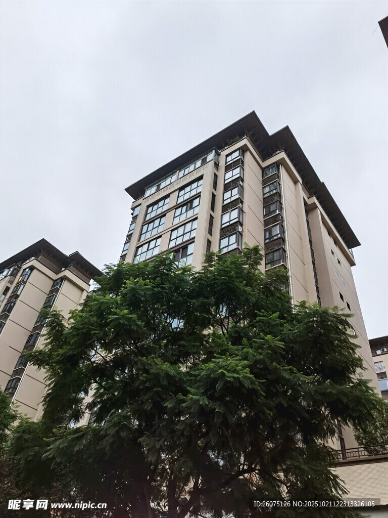 高层住宅旁的葱郁绿树
