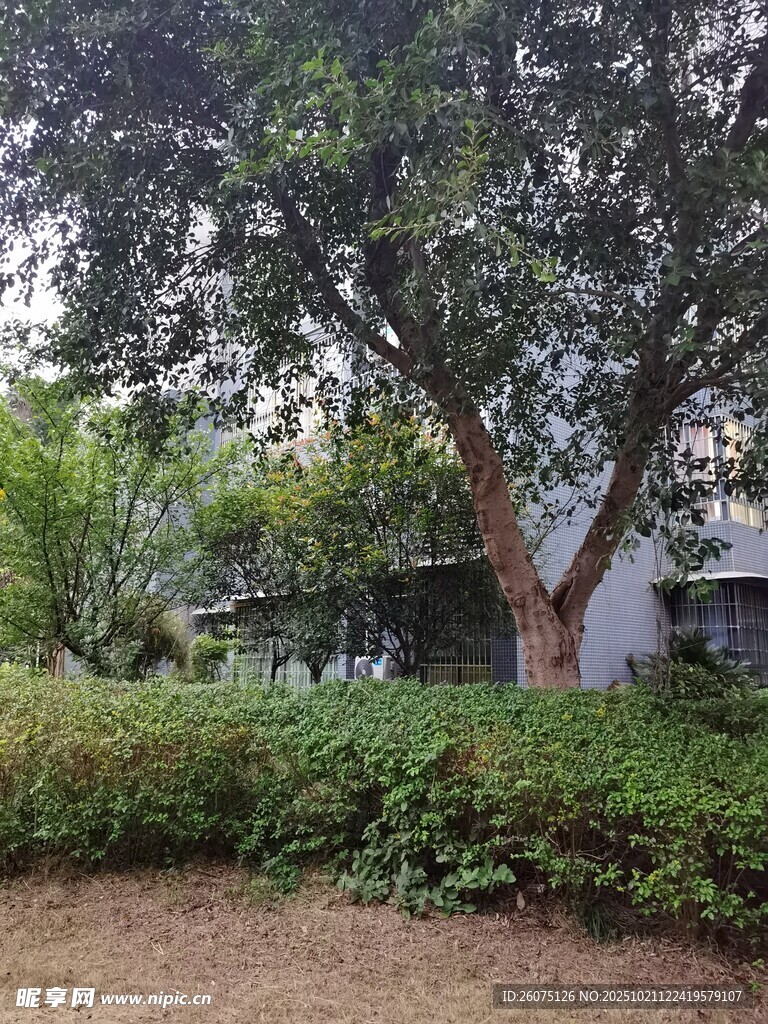 庭院中的大树与绿植景观