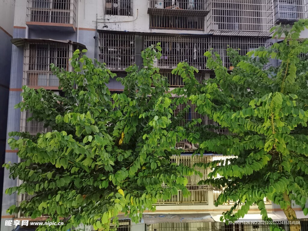 楼前葱郁绿树景观