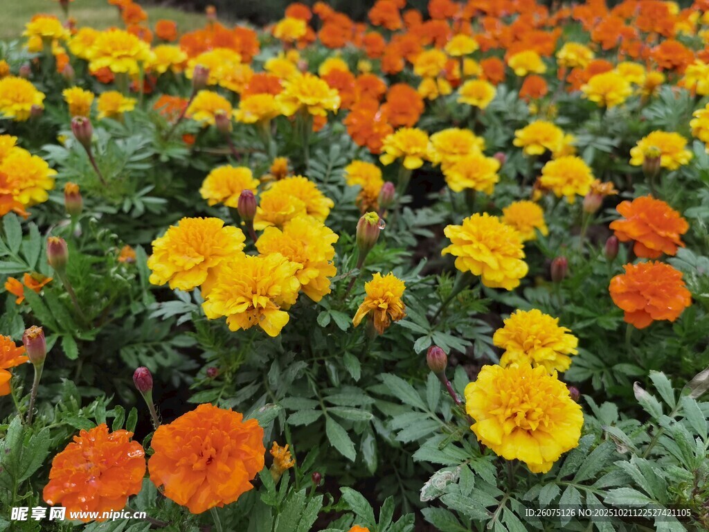 绚烂万寿菊绽放的花海