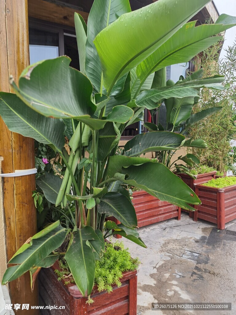 庭院中茂盛的绿植盆栽