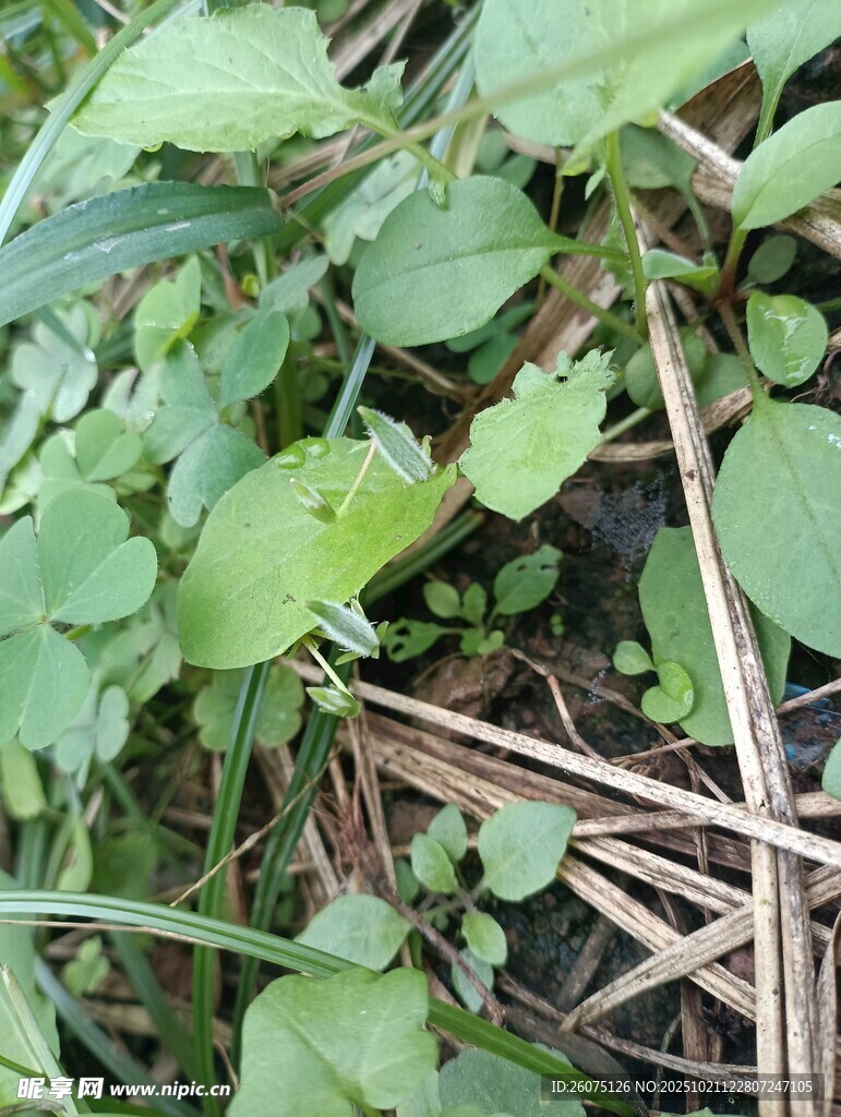绿叶丛中的杂乱植物