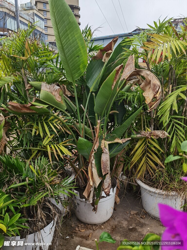 多样盆栽植物展示