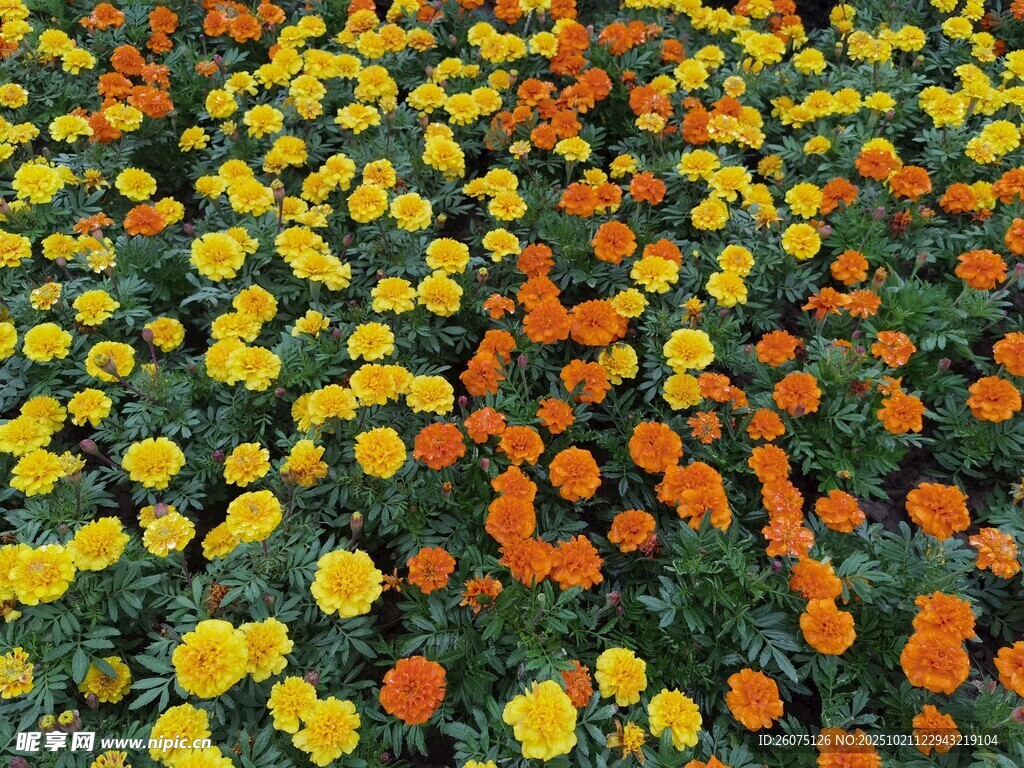 缤纷花海绽放绚烂色彩