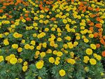 绚烂花海黄橙花朵绽放