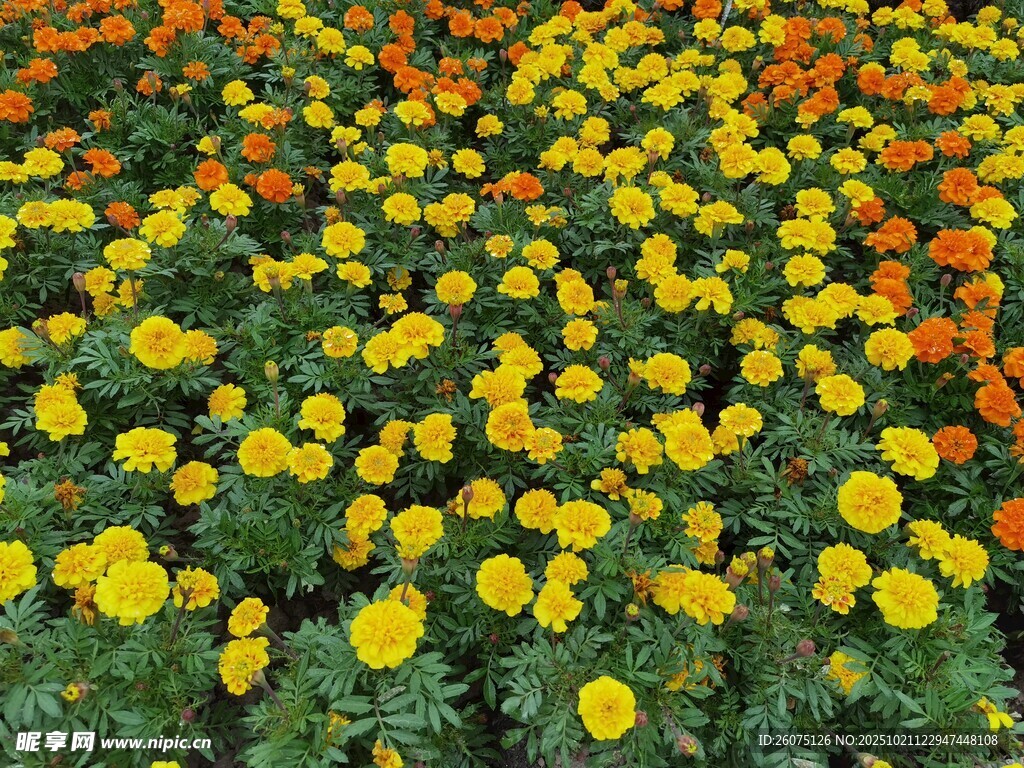 绚烂花海黄橙花朵绽放