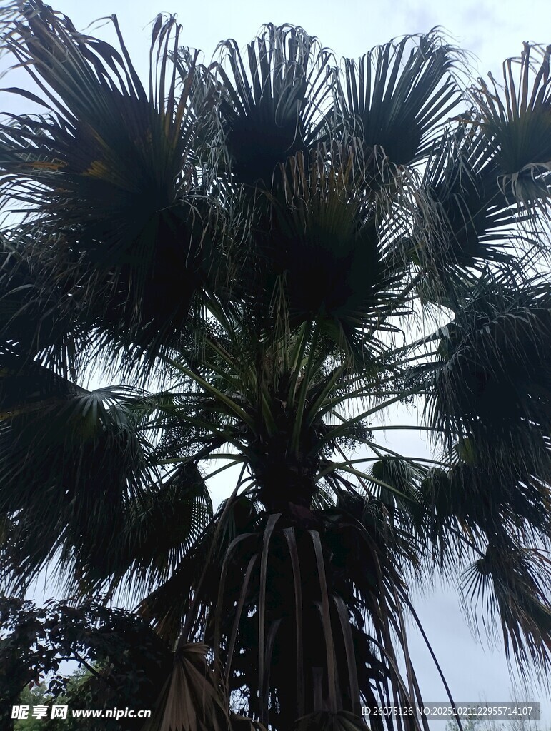 高大挺拔的棕榈树