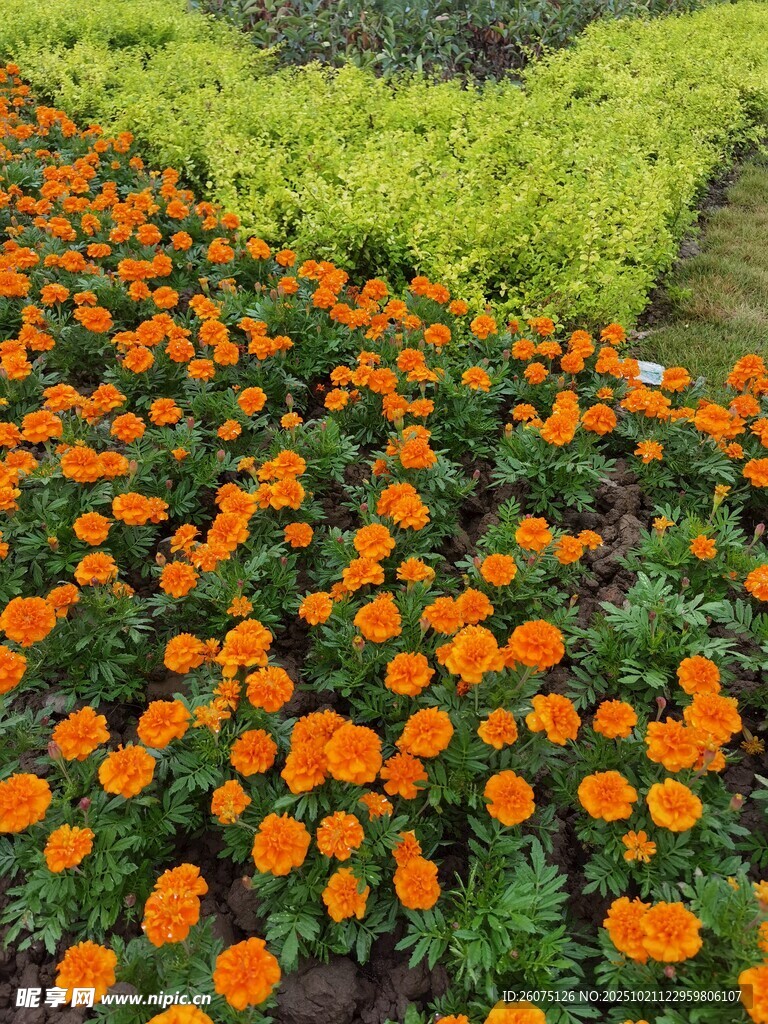 橙色万寿菊花卉景观