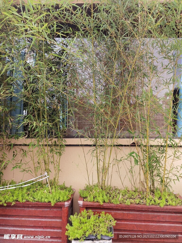 庭院绿植景观生机盎然