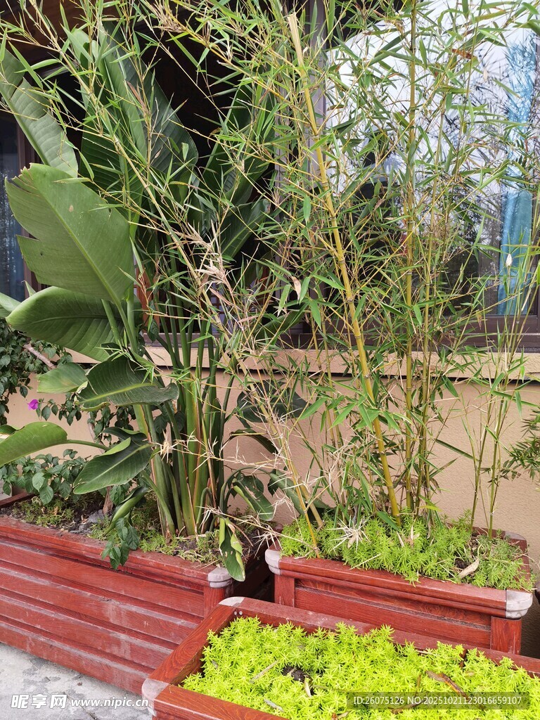 庭院绿植景观