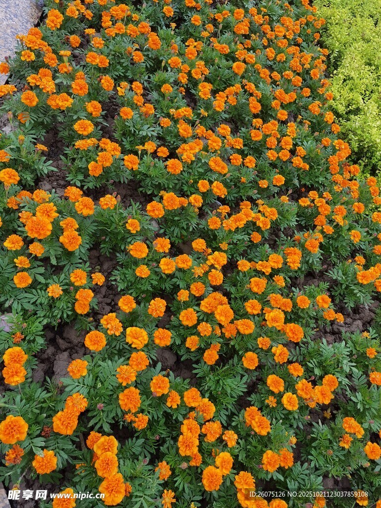 橙色花朵繁茂的美丽花田