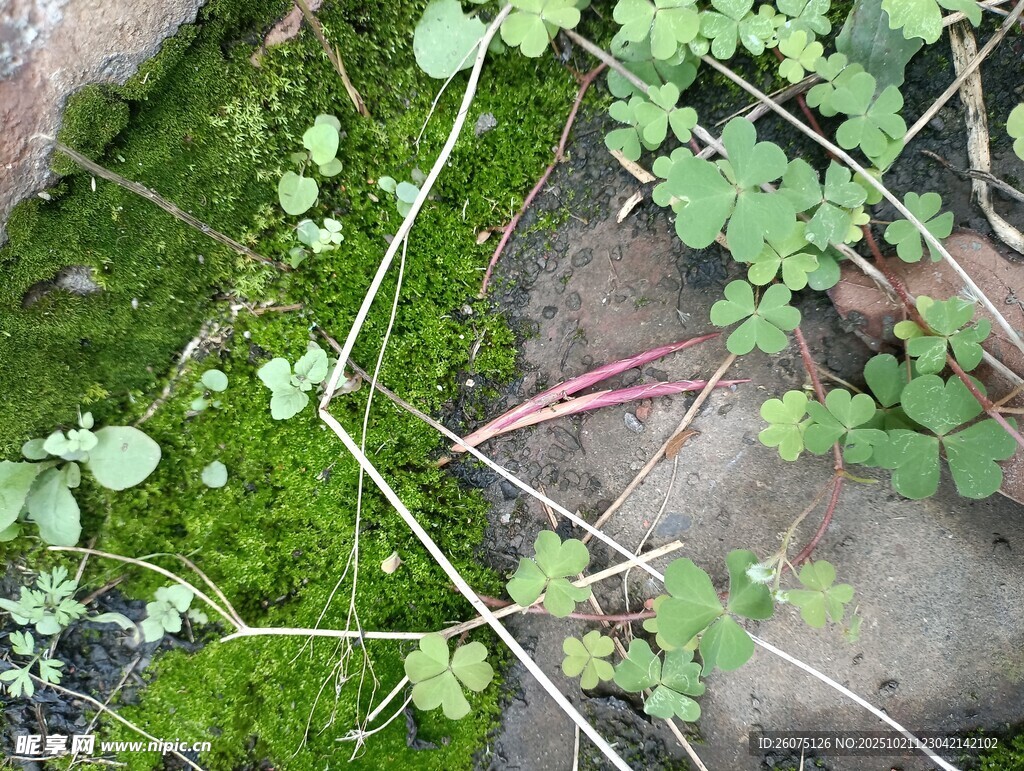 地面的绿植与苔藓景观
