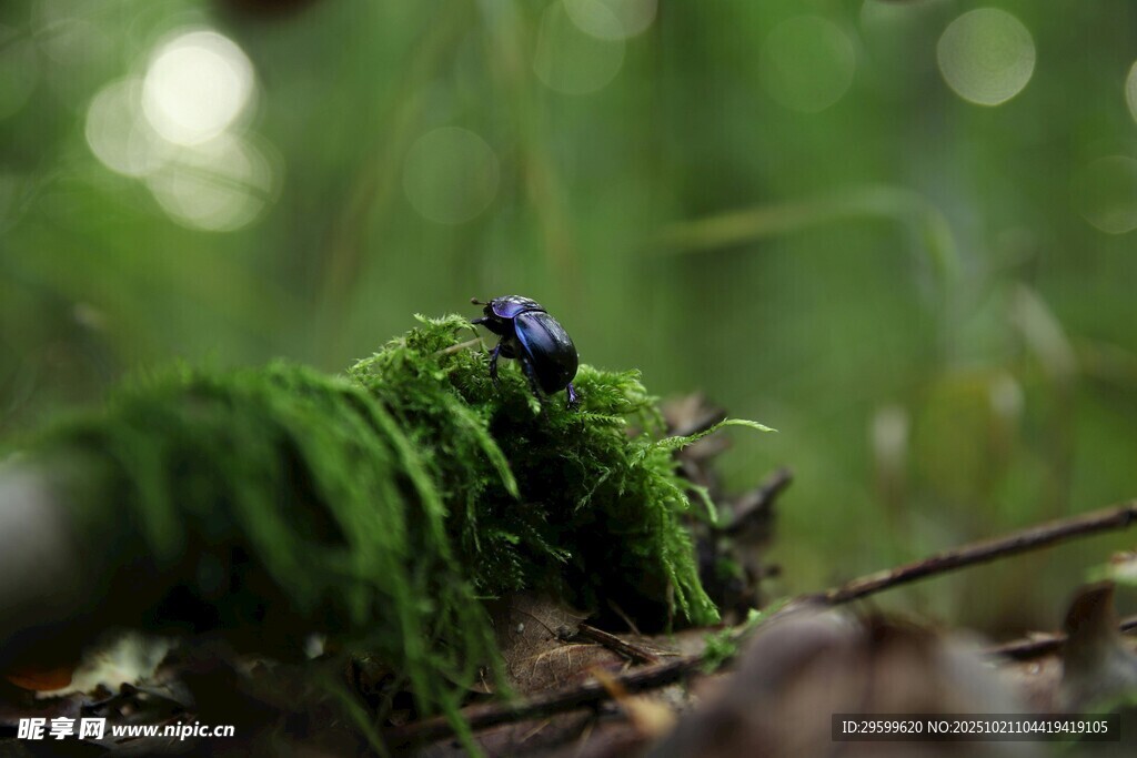 青苔上的蓝色甲虫