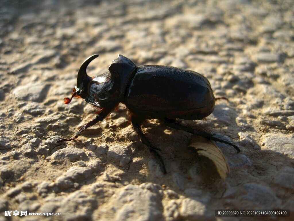 沙漠中的独角甲虫