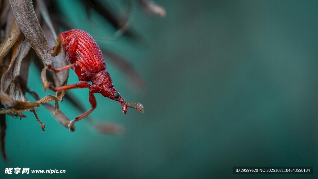 红色昆虫栖息于植物上