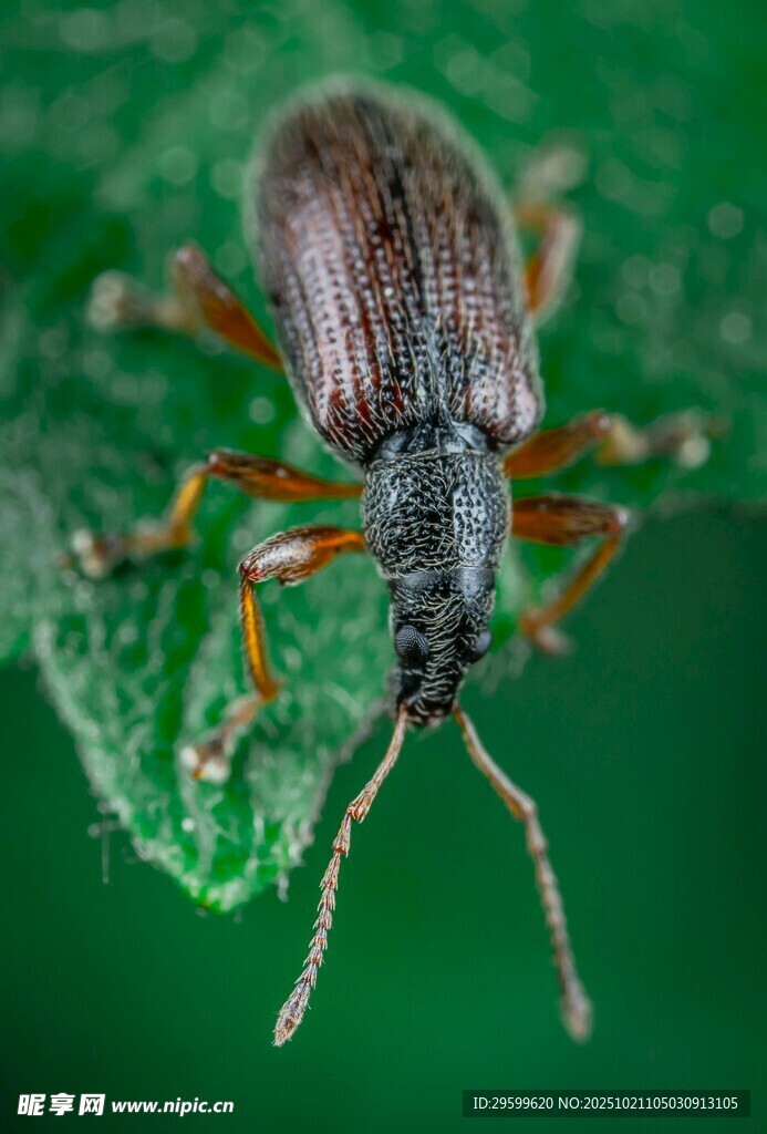 绿叶上的长鼻甲虫