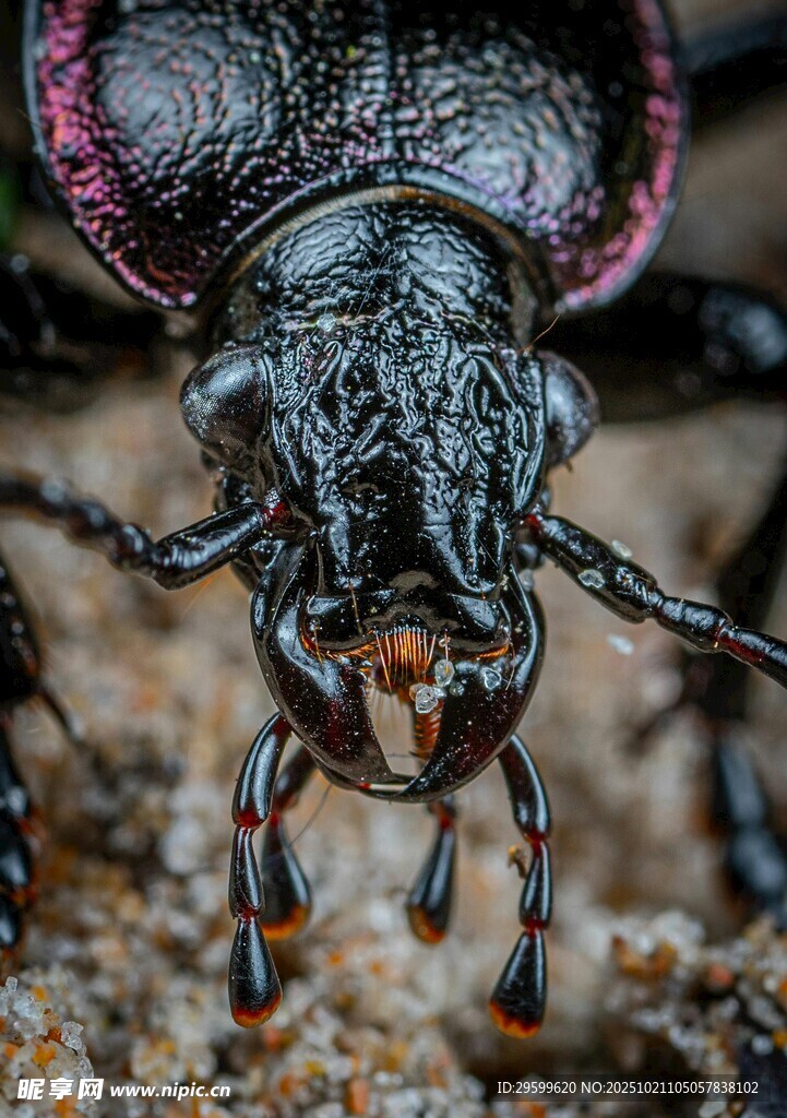 威武锹甲虫特写