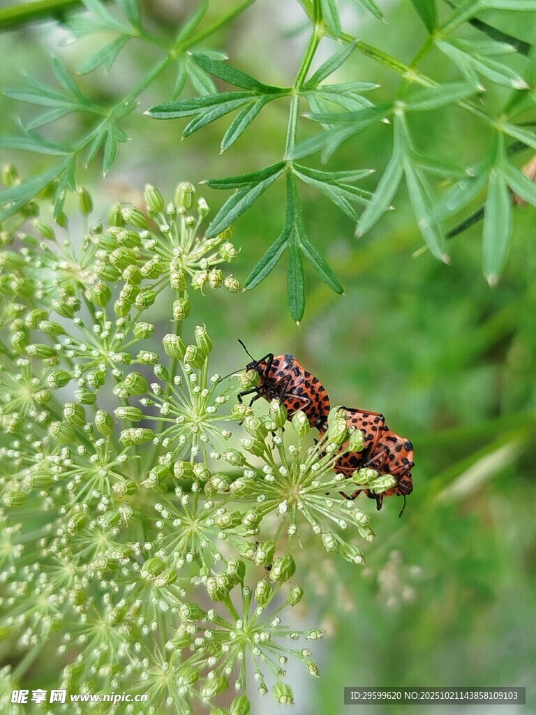 绿叶上的甲虫