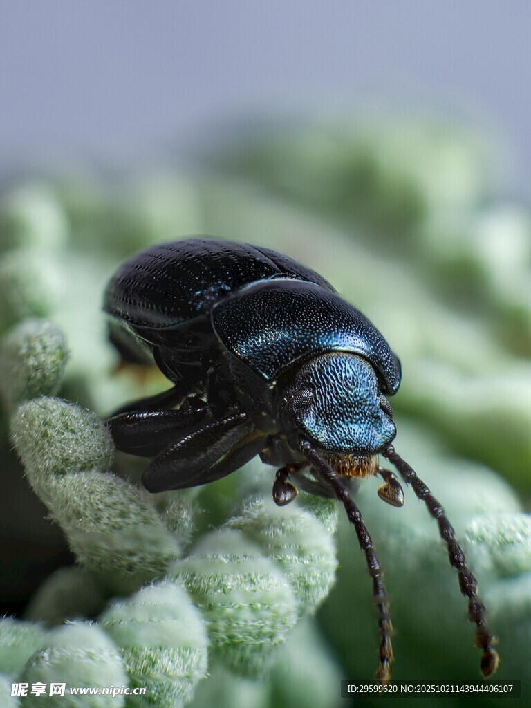 黑色甲虫栖息绿色植物上