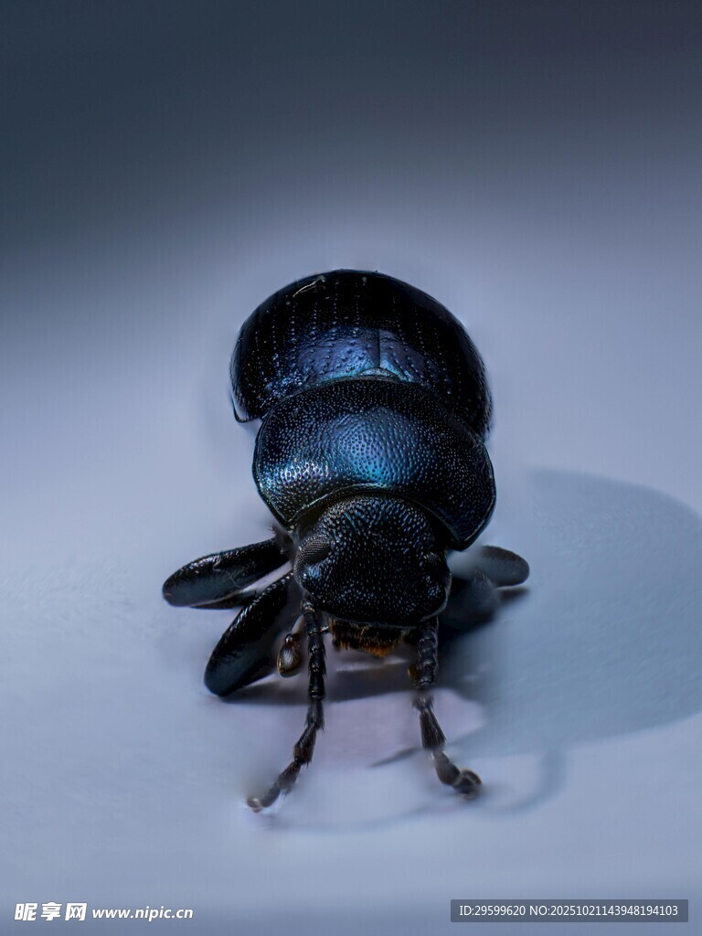 黑色甲虫特写