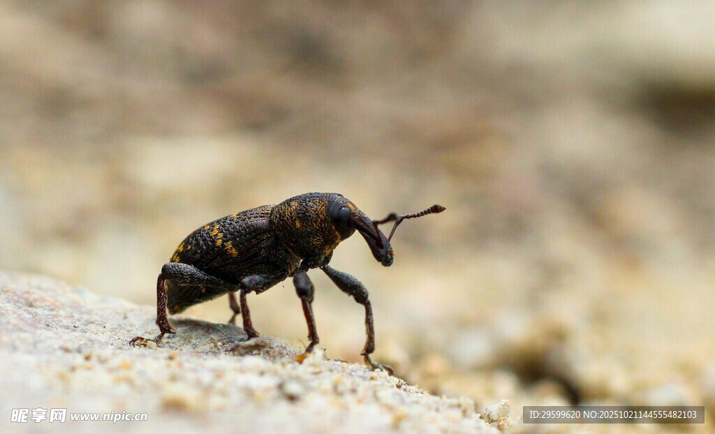 黑色甲虫特写