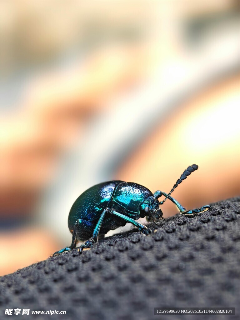 蓝甲虫趴在织物表面