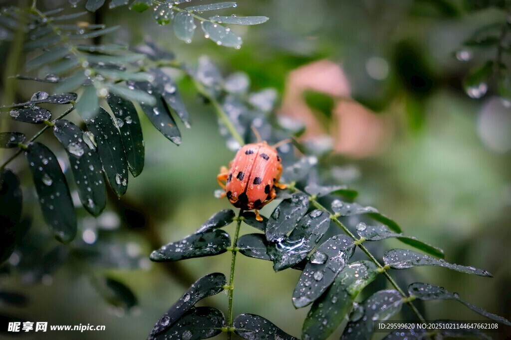 带水珠的橙红色花朵