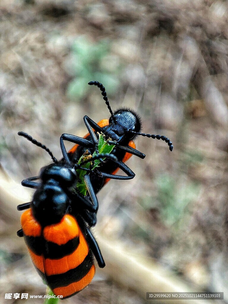 橙黑相间昆虫特写