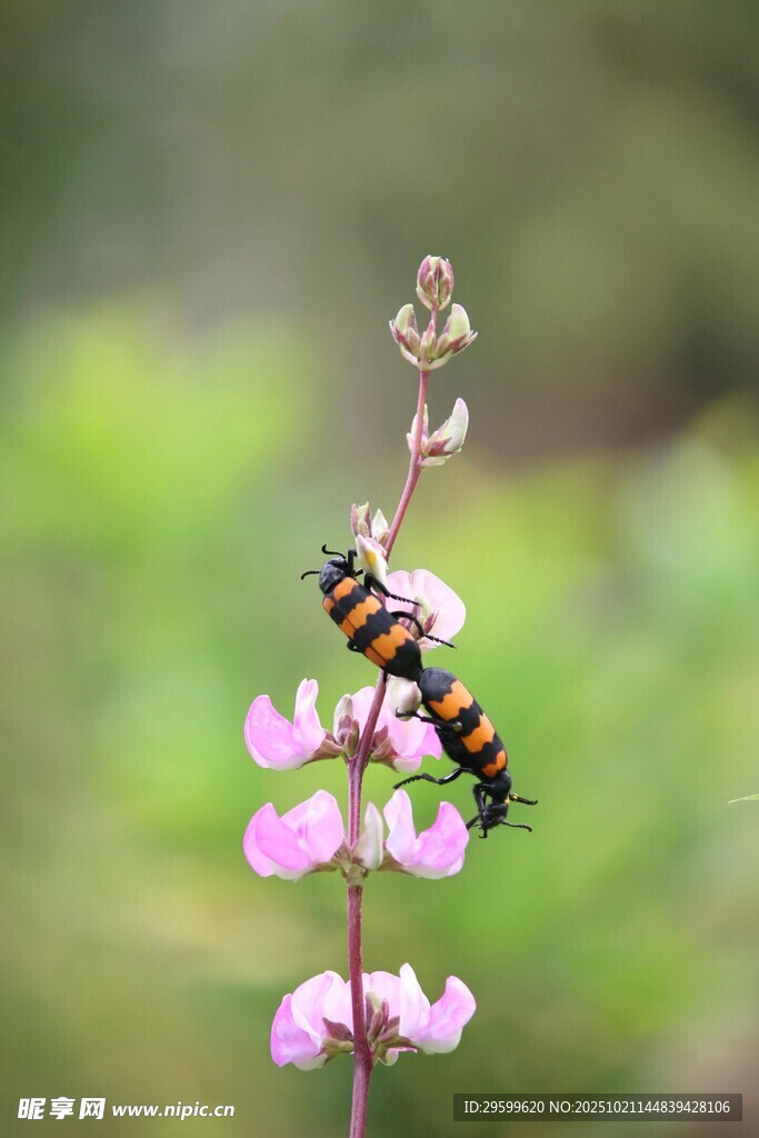 蜜蜂停驻粉色小花上