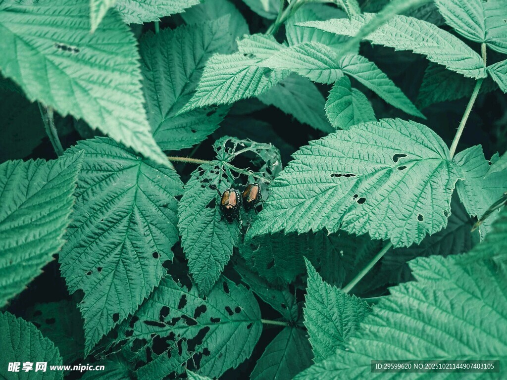 绿叶丛中的神秘昆虫
