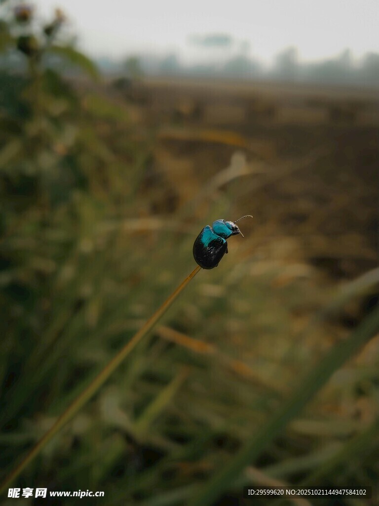 蓝甲虫于草丛间飞舞