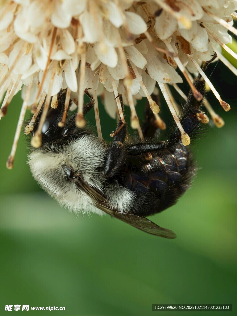 蜜蜂采蜜于花蕊间
