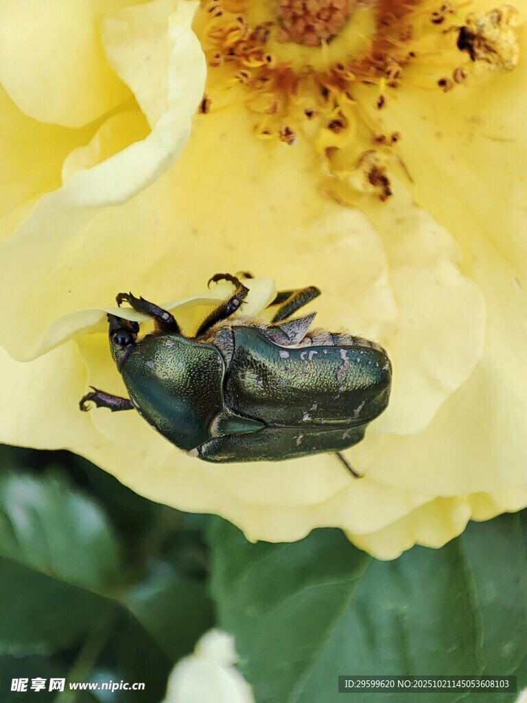 甲虫伏于黄花朵上