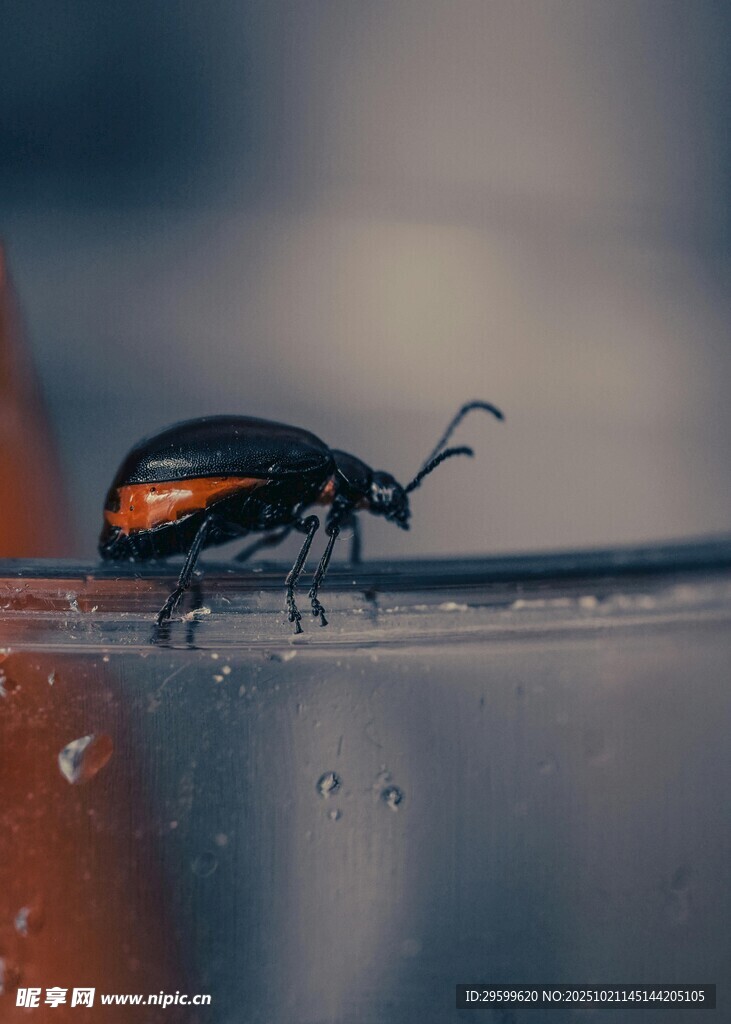 甲虫立于透明表面