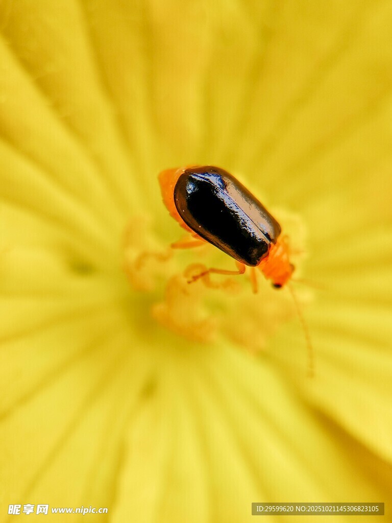 黄花朵上的黑色小甲虫