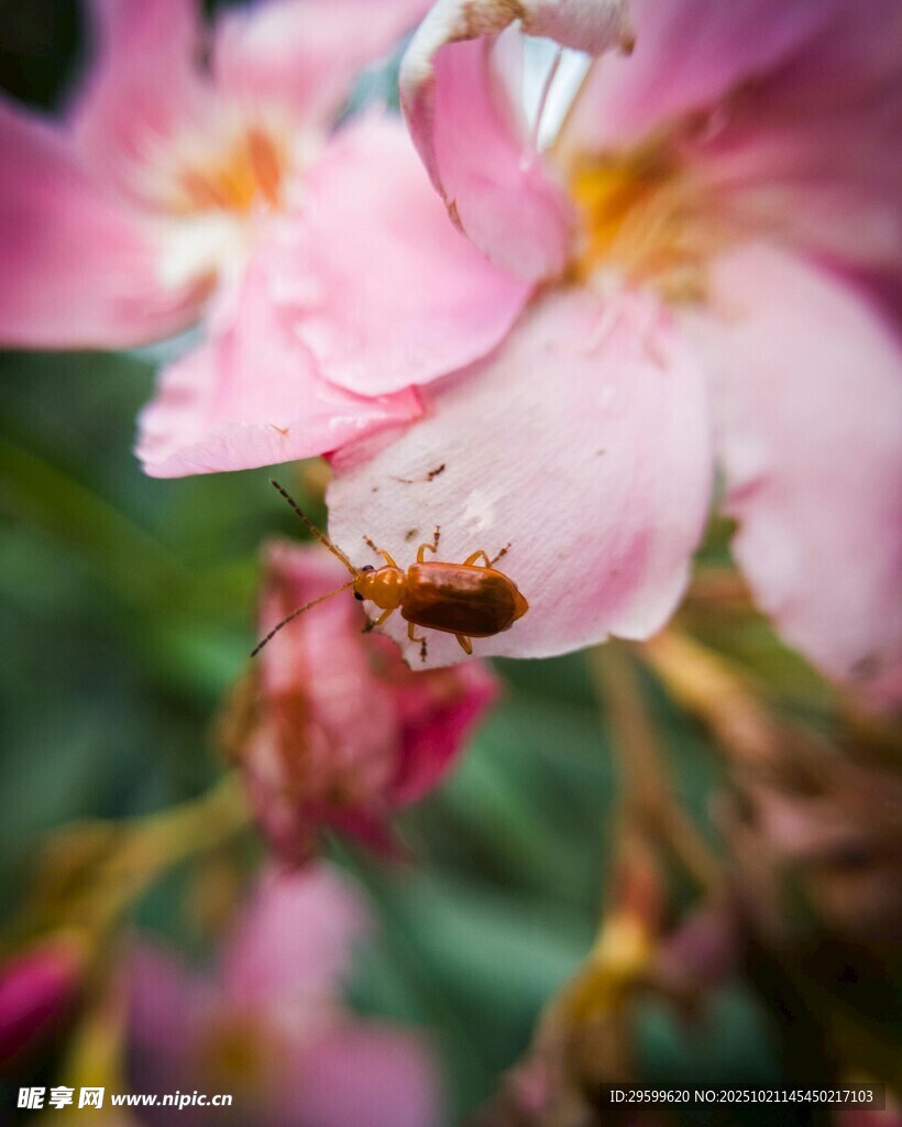 蜜蜂采蜜于粉嫩花朵间